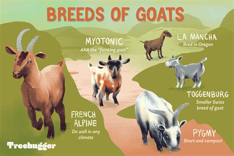 8 Types of Goat Breeds