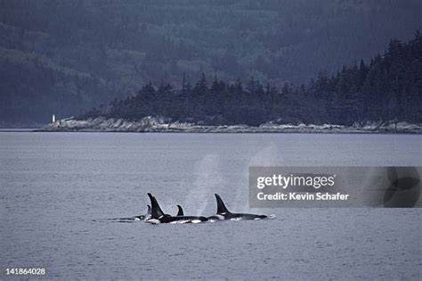 Orca Whale Science Photos and Premium High Res Pictures - Getty Images