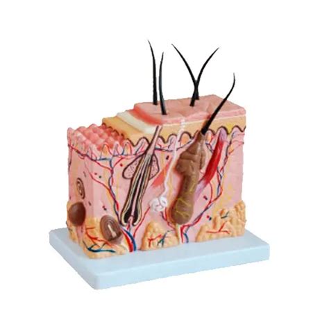 Modelo Anatómico de Piel Humana Elyon Medical