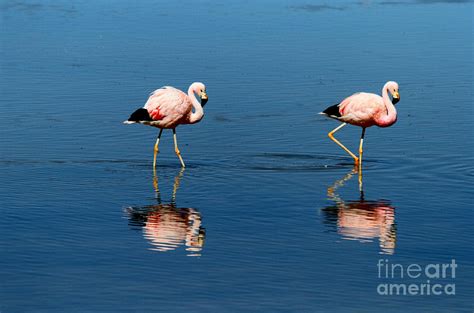 Andean Flamingos Photograph by James Brunker