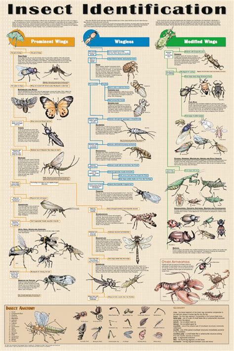 Insect Identification Poster - Science Posters, Pictures, Prints Garden Bugs, Garden Insects ...