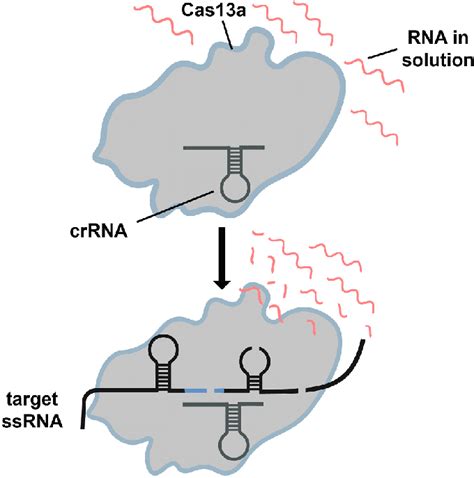 Collateral cleavage activity of the Cas13a enzyme. Cas13a is inactive ... 