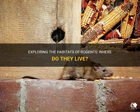 Exploring The Habitats Of Rodents: Where Do They Live? | PetShun