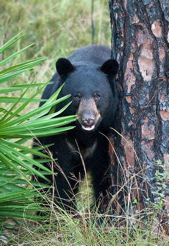 Florida black bear - Alchetron, The Free Social Encyclopedia