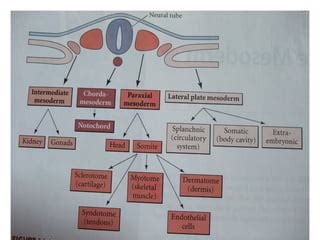 Mesoderm | PPT