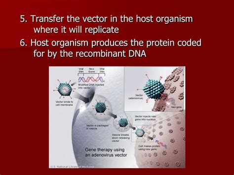 Ppt Recombinant Dna And Plasmid Notes Powerpoint Presentation Free