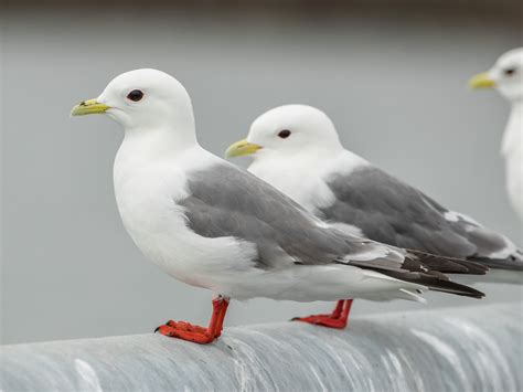 Birds That Look Like Seagulls Sonoma Birding