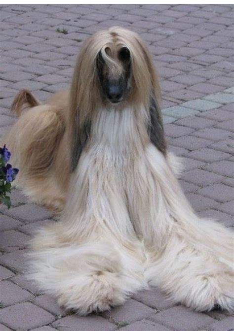 Afghan Hound, Hound Dog, Afghans, Dog Grooming, Animals And Pets, Fur Babies, Creatures, Passion ...