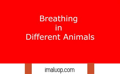 Breathing in Different Animals - Imaluop - IMALUOP