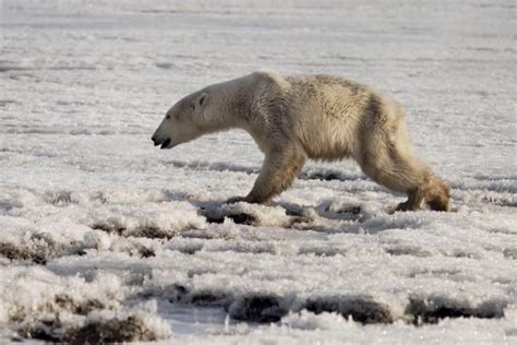 PolarBearDay os ursos polares estão desaparecendo junto o