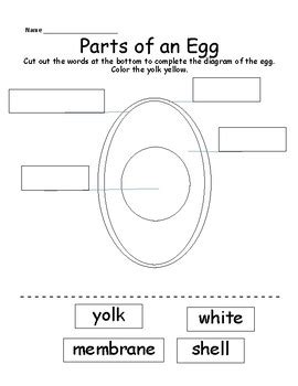 Parts of an Egg Diagram by Maggie Davidson Loving Little Learners