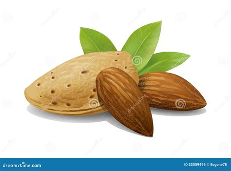 Almonds Illustration Royalty Free Stock Image Image