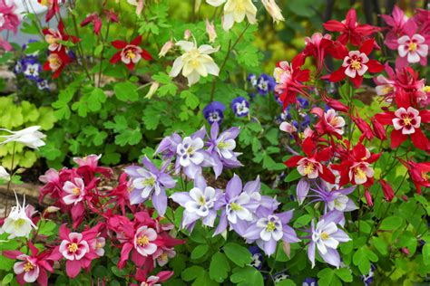 How The Dried Seed Pods Of Aquilegia Can Be Used To Propagate New ...