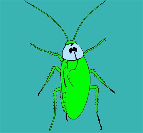 Dibujo De Cucaracha Grande Pintado Por Aracellibarrueto En Dibujos Net