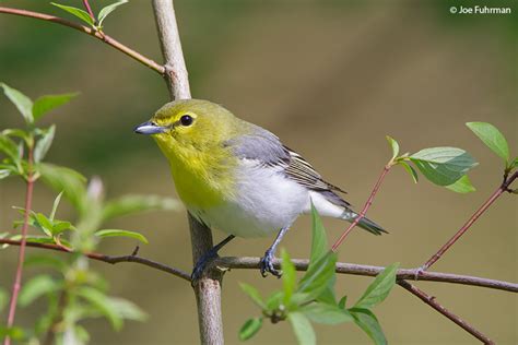 Yellow-throated Vireo – Joe Fuhrman Photography