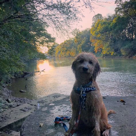 Goldendoodle On The Chattahoochee Mydoodollie Goldendoodle Puppy