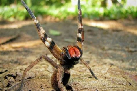 Aranhas Venenosas Conhe A Os Tipos Mais Perigosos Rota News