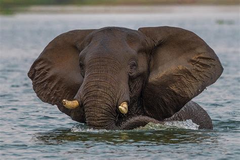 Swimming Elephant Photograph by Bill Cubitt - Pixels