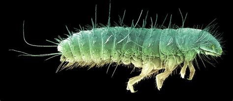 Beetle Larva Sem Photograph By Steve Gschmeissner