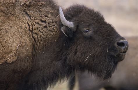 3000x1968 American Bison Wallpaper Free Hd Widescreen Coolwallpapersme