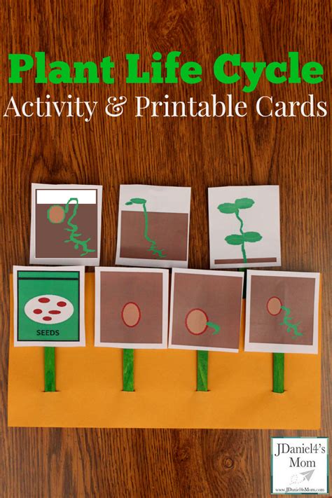 Plant Life Cycle Activity