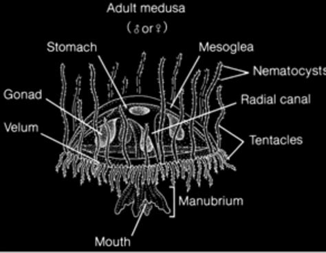 Species Background - Turritopsis nutricula: The Immortal Jellyfish