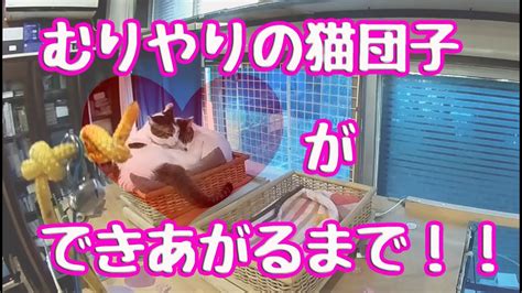 【ねこにう】狭い場所に無理やり猫団子をつくる姉妹猫🤣 Youtube