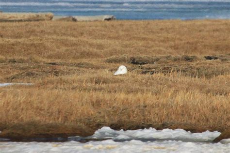 Snowy Owl Barrow Alaska This Was A Lifer For Me Up In B Flickr