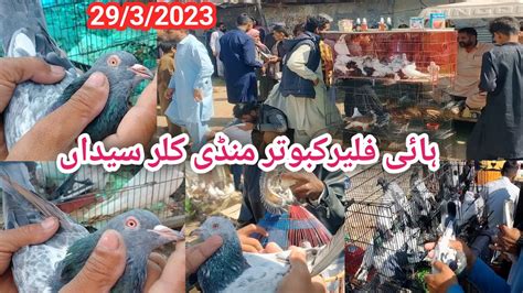 High Flyer Pigeon Market Kallar Syedan Kabootar Mandi Kabootar Bazi