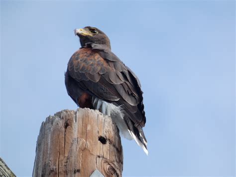 Harris S Hawk From 3301 S International Blvd FM 1015 Weslaco TX 78596