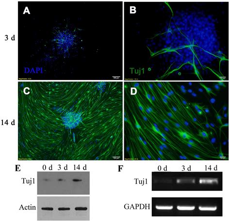 MiR 124 Promotes The Neuronal Differentiation Of Mouse Inner Ear Neural