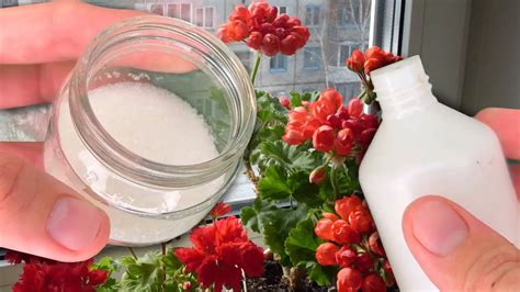 April Urgency: Revitalize Any Flower Quickly for Luxuriant Blooms ...