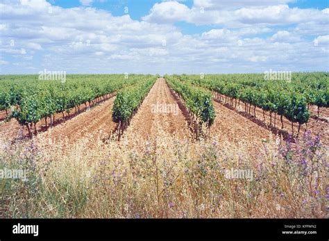 La mancha vineyard hi-res stock photography and images - Alamy