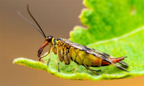 Mecoptera: Lifecycle & Mating Of The Scorpionfly | Earth Life