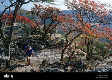 Female tourist hiking among trees in the Chimanimani mountains of eastern Zimbabwe Africa Stock ...