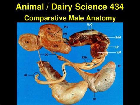 Comparative Anatomy of Male Reproductive System