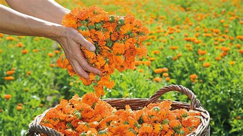 Weleda Gesch Ftsjahr Naturkosmetikunternehmen W Chst Profitabel