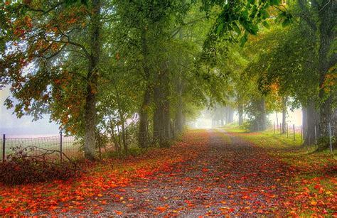 AUTUMN LEAVES Path Trees Autumn Road Forest HD Wallpaper Pxfuel