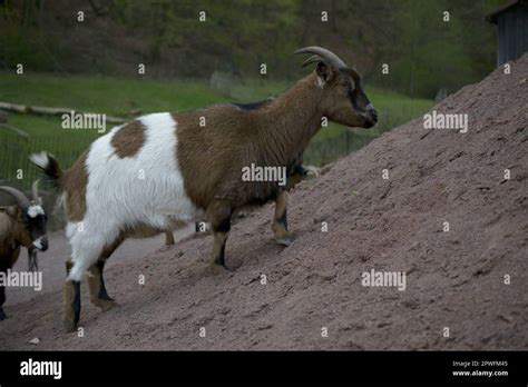 African Pygmy West African Dwarf Or Pygmy Goat Stock Photo Alamy