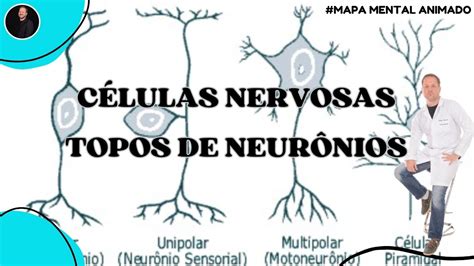 Células nervosas Neurônios MAPA MENTAL ANIMADO YouTube