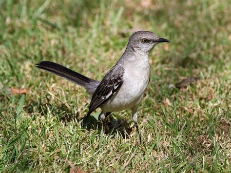 What is the State Bird of Florida? (And Why?) | Birdfact