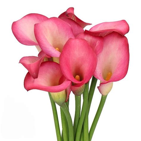 CALLA LILY PINK PUPPY 55cm | Wholesale Dutch Flowers & Florist Supplies UK