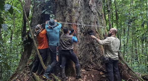 Viaje Al Rbol M S Alto De La Amazon A