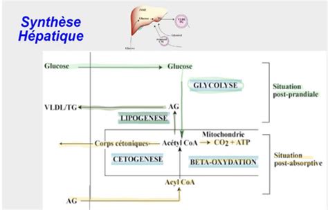 Bio Artherosclerose Flashcards Quizlet