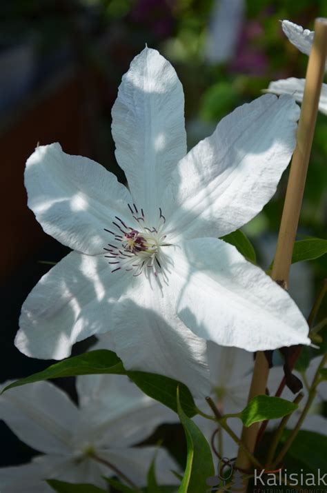 Clematis Beautiful Bride Powojnik