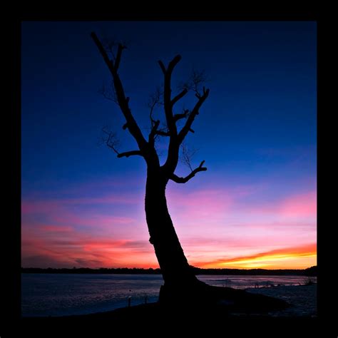 Old Tree - Silhouette by SorenWrang on DeviantArt