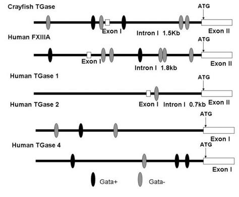 The Promoter Region Of TGase Contains GATA Motifs Schematic Diagram Of