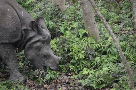 Rare One Horned Rhino (rhinoceros) Grazing at Chitwan National Park ...