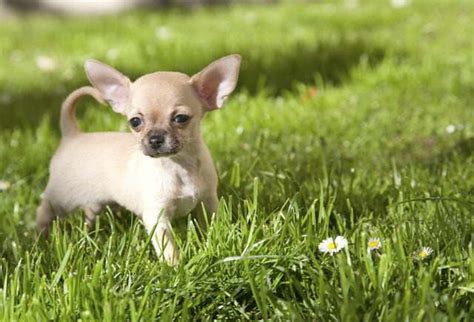 Chihuahua Hypoglycemia Symptoms