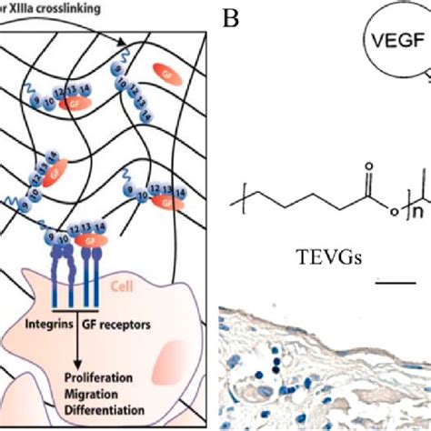 Angiogenesis Process Essentially Involved In The Healing And Repair Of